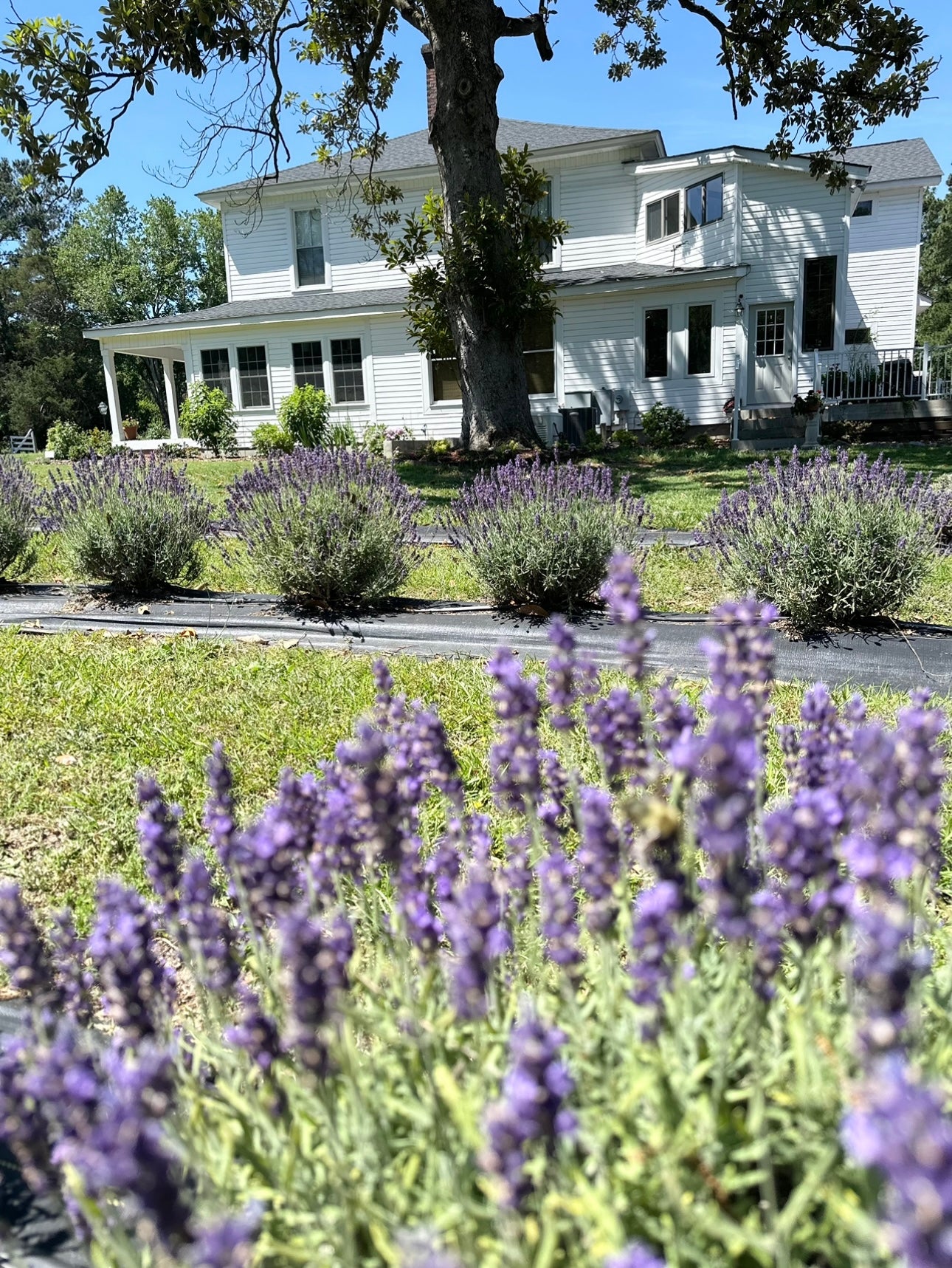 Lazy Fox Lavender Farm Candle-Making Class